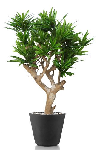 Dracaena Reflexa Jewel 90 Cm Green 